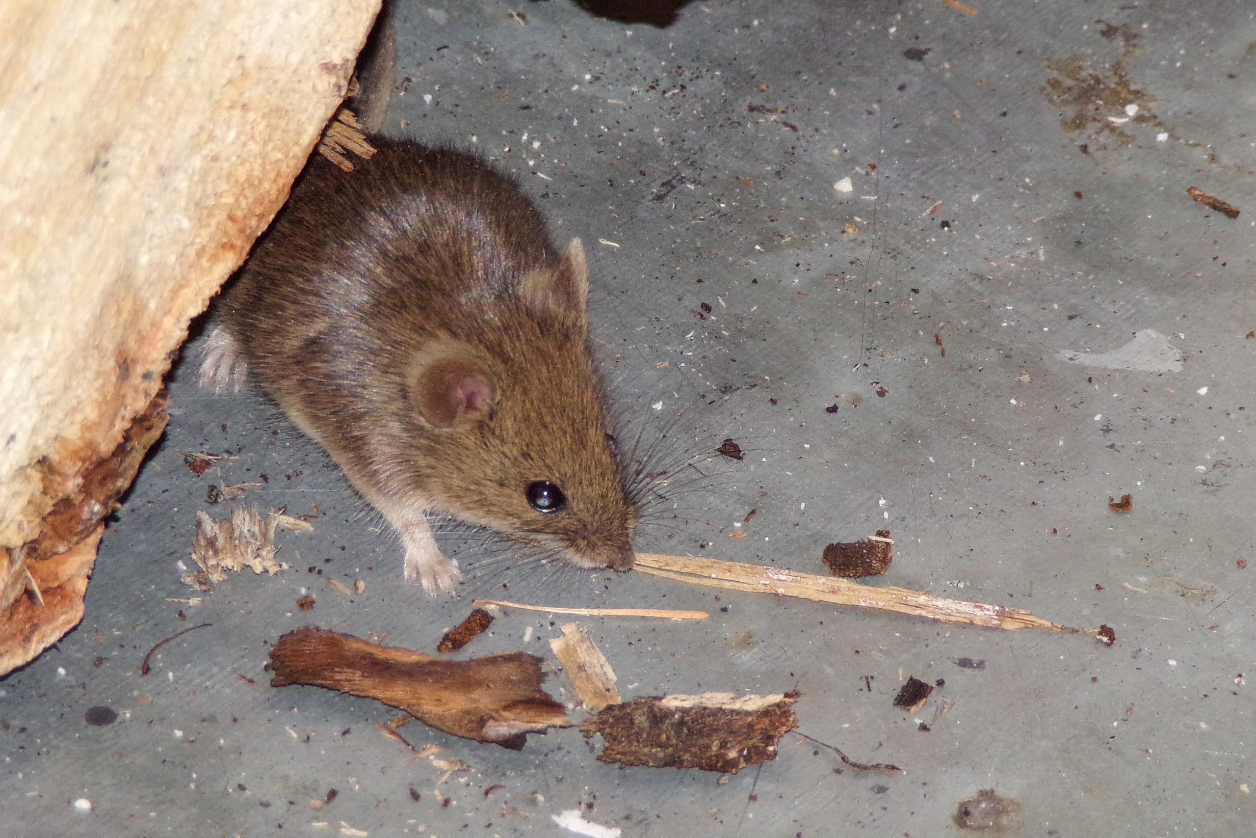 How to Protect Your Home Against Mice Dependable Pest Control