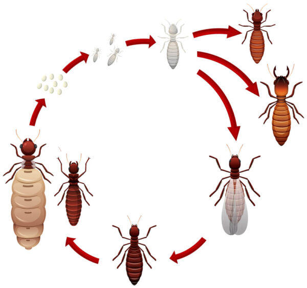 termite lifecycle