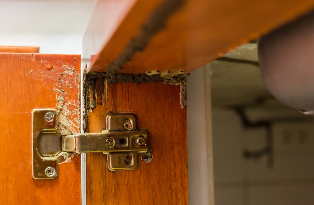 Traces of termites eat wood, Timber beam of door damaged by termites