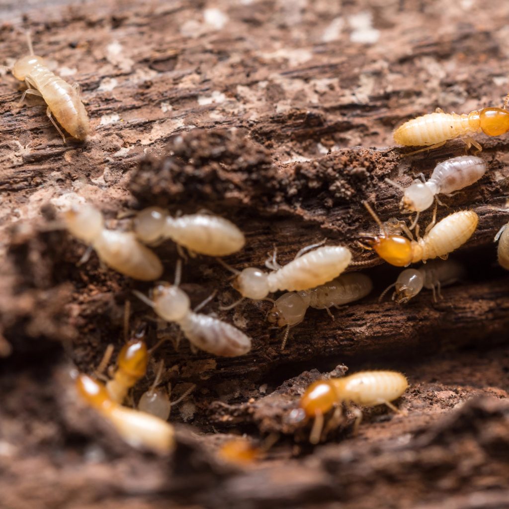Termite infestations – close-up of termites eating through wood, showing severe structural damage risk in homes and buildings.